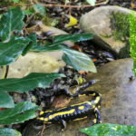 Salamandre dans le jardin
