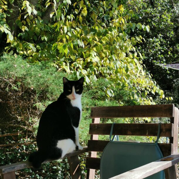 chat à la cabane