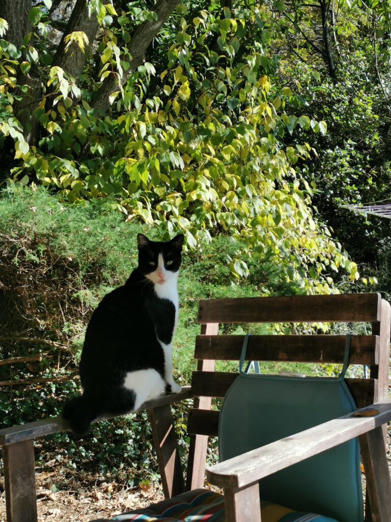 chat à la cabane